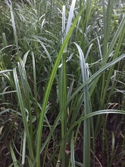 Carex riparia