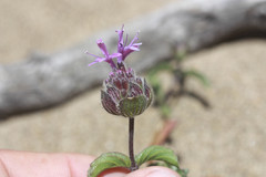 Monardella sinuata