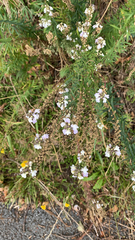 Linaria repens