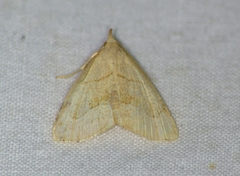 Macrochilo litophora