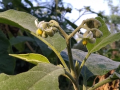 Solanum erianthum