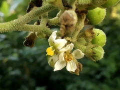 Solanum erianthum