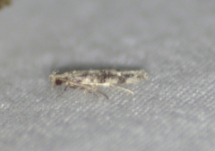 Coleotechnites florae