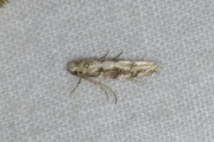 Coleotechnites florae