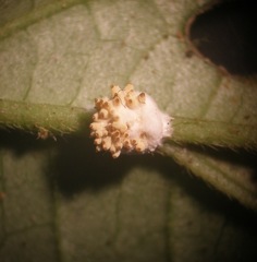 Hypocrella panamensis