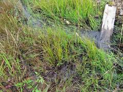 Eleocharis mamillata