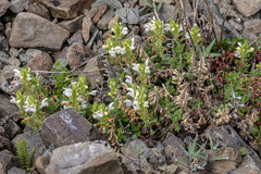 Dracocephalum palmatum