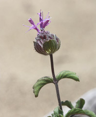 Monardella sinuata