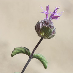 Monardella sinuata