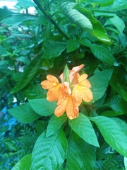 Crossandra