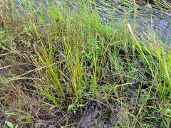 Eleocharis mamillata