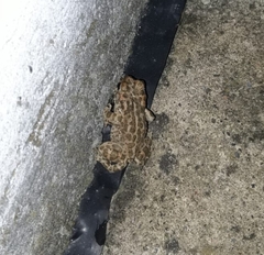 Bufotes viridis balearicus