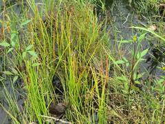 Eleocharis mamillata