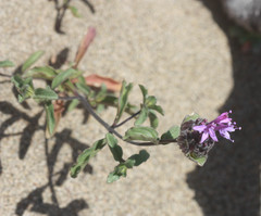 Monardella sinuata