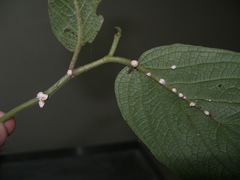 Hypocrella panamensis