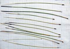 Eleocharis mamillata