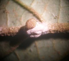 Hypocrella panamensis