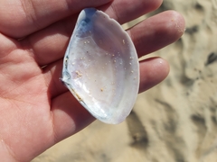 Austromactra rufescens