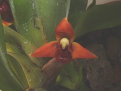 Maxillaria elatior