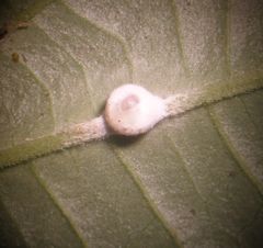 Hypocrella panamensis