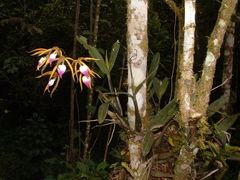 Prosthechea brassavolae