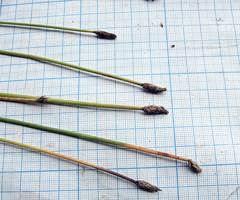 Eleocharis mamillata