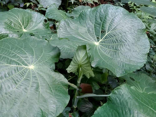 Pariparoba