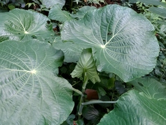 Pariparoba