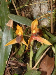 Maxillaria cucullata