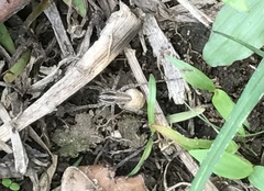 Pardosa pseudoannulata