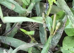 Pardosa pseudoannulata