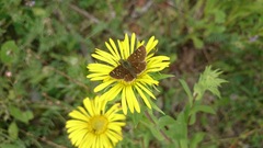 Piruna gyrans