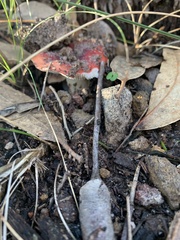Russula persanguinea
