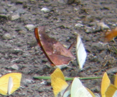 Marpesia petreus image