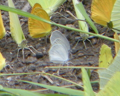 Eurema daira