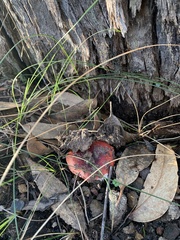Russula persanguinea