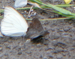 Antigonus erosus