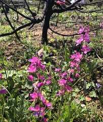 Ixia scillaris scillaris