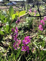 Ixia scillaris scillaris