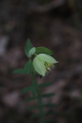 Pimelea lehmanniana