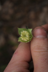 Pimelea lehmanniana