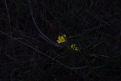 Hibbertia cunninghamii
