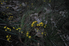 Sphaerolobium alatum