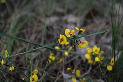 Sphaerolobium alatum