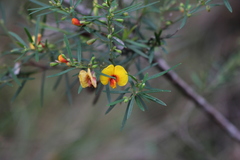 Bossiaea linophylla