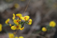 Sphaerolobium alatum