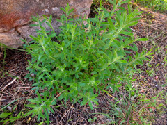 Gonocarpus elatus