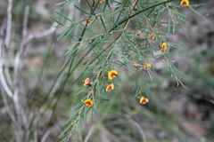 Bossiaea linophylla