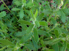 Gonocarpus elatus