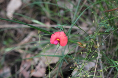 Gompholobium polymorphum